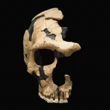 photo of Saint-Césaire skull, front view