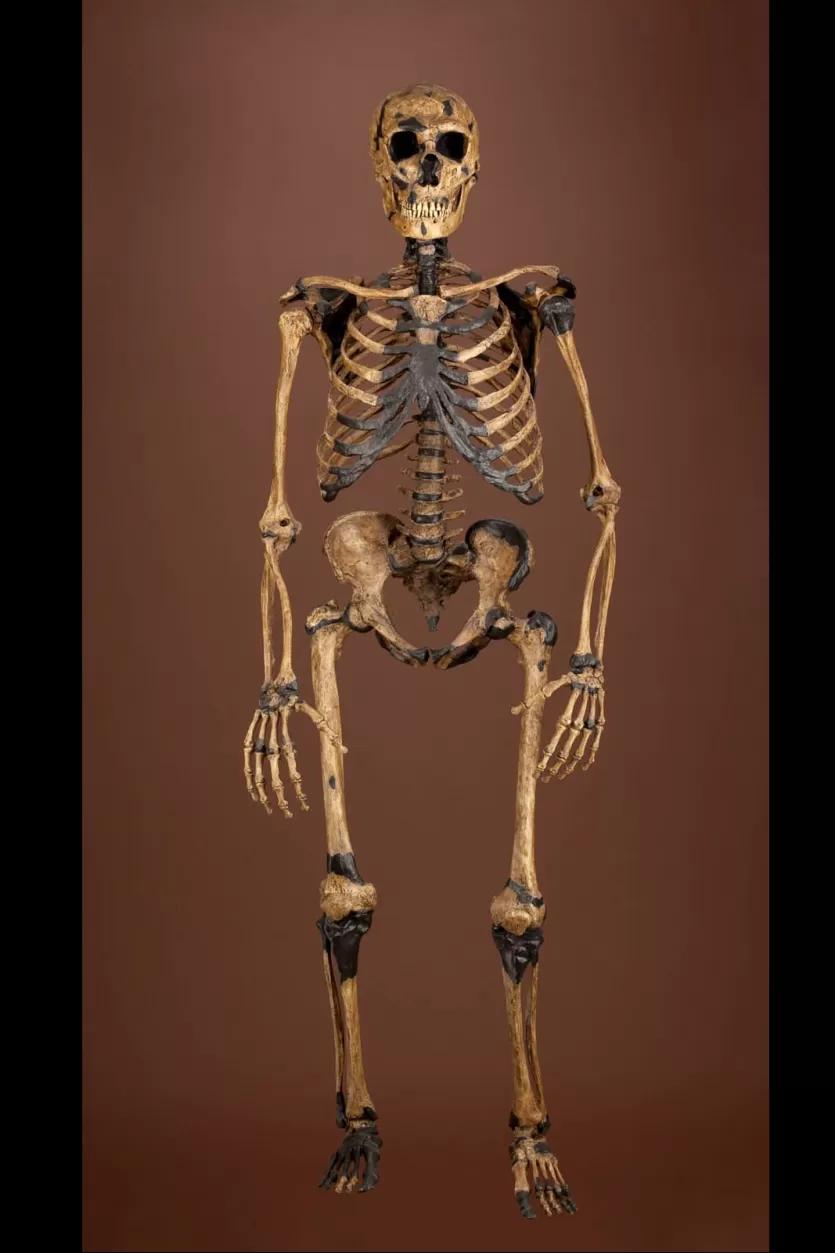 front view of Homo neanderthalensis composite skeleton
