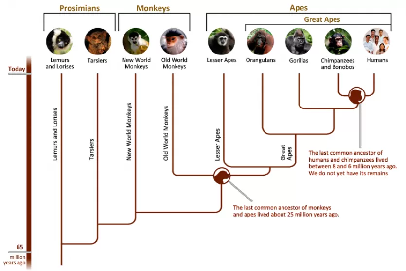 Primate family trees showing the lineage from 65 million years ago until today. The last common ancestor of monkeys and apes lived about 25 million years ago. The last common ancestor of humans and chimpanzees lived between 8-6 million years ago.